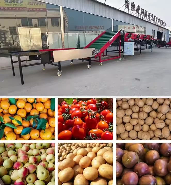 Portable Garlic Sorting Equipment Foldable Sorter Include Brush Machine, Loading Table, Sorting Host Garlic Sorter